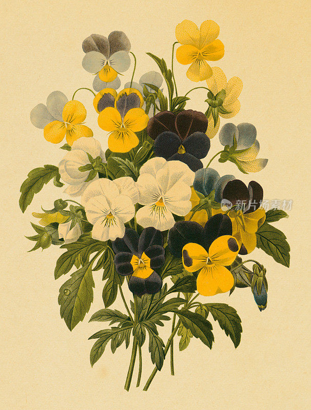三色堇|古董花卉插图